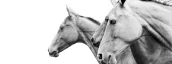Hest Hoger
