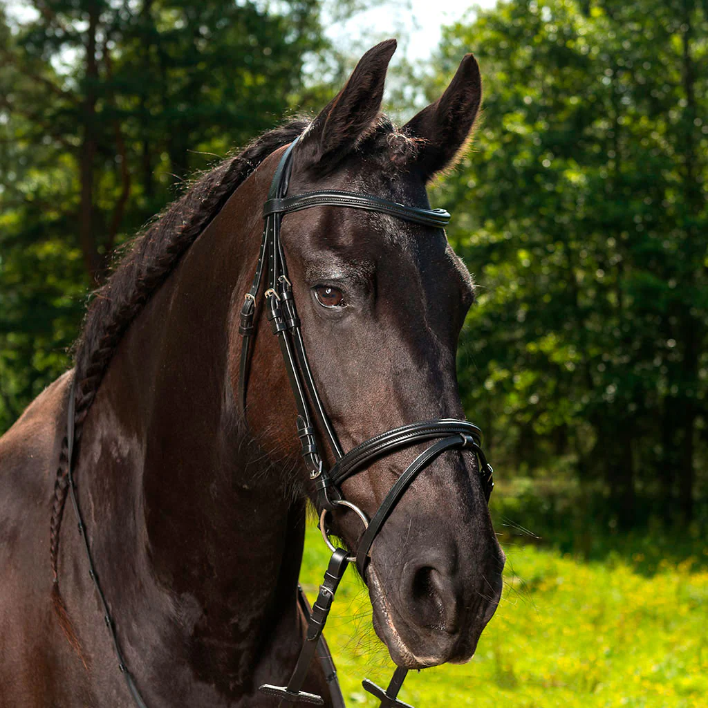 Globus träns Aachen