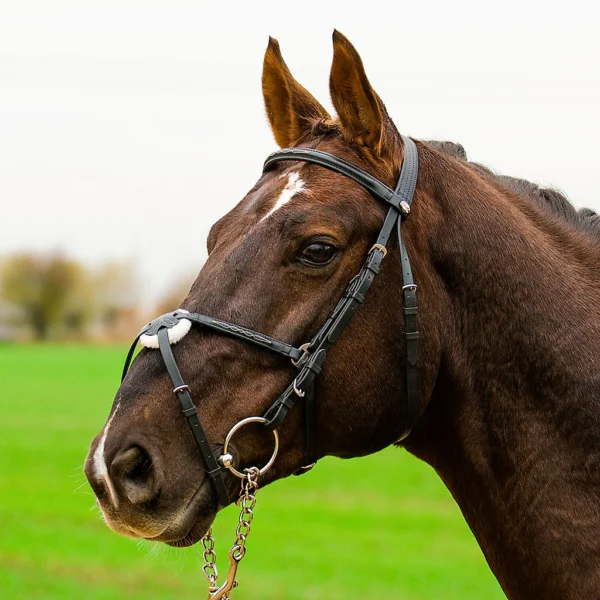 Globus träns Pullarnosgrimma